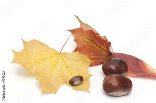 arrangement made of leaves and chestnuts on white