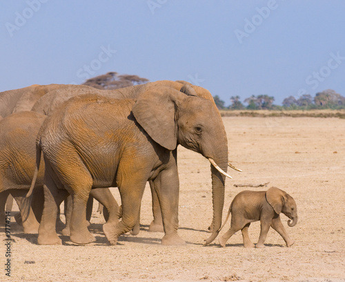 elephant s family  amboseli  kenya
