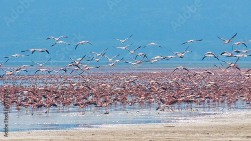 flocks of flamingo, lake nakuru, kenya