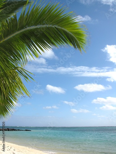 Palmier plage - 2