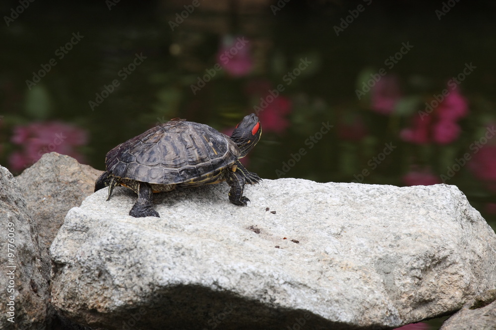 Obraz premium Turtle on the rock