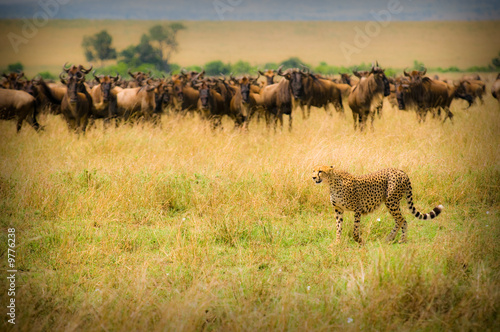 cheetah hunting, masai mara, kenya