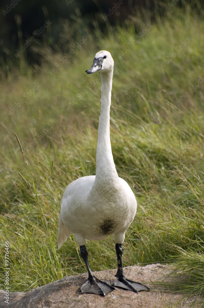 Fototapeta premium cygne trompette