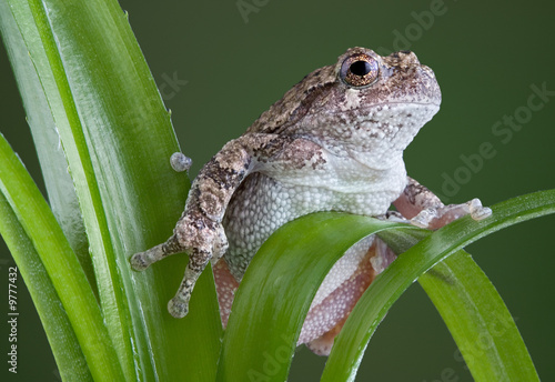 gray tree frog climbing on green plant