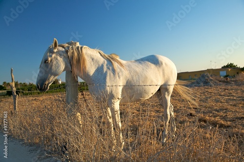white horse © Q