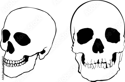 Human skulls in full-face and in profile for your Halloween