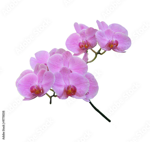 Orchid  e sur fond blanc