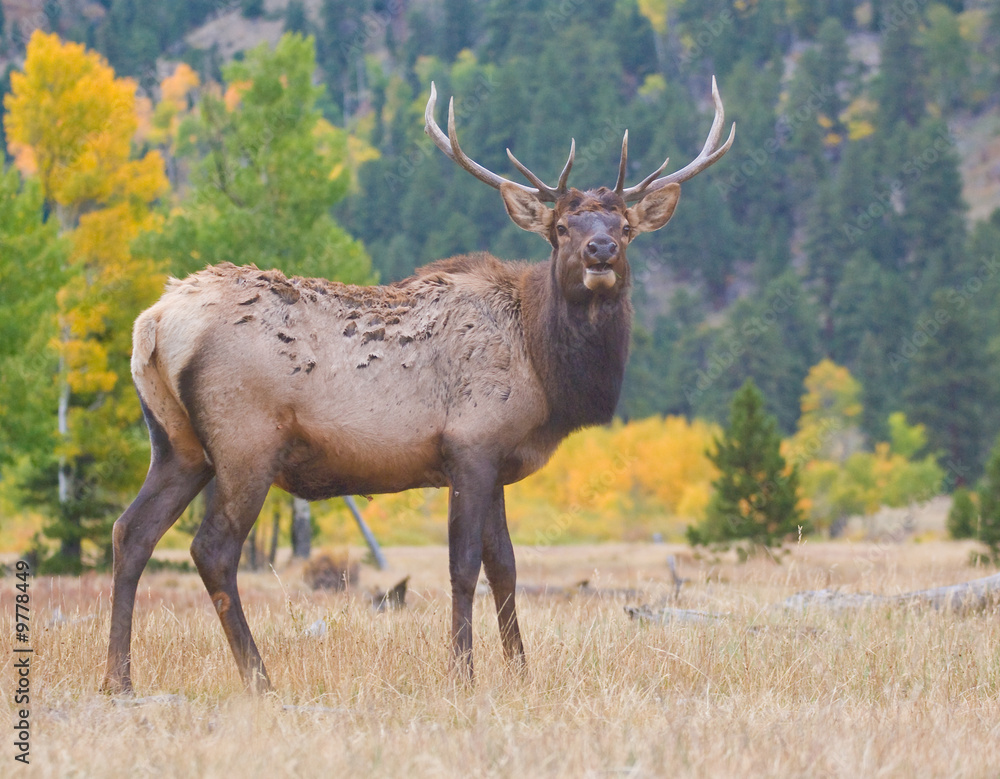 A bull elk standing in Rocky Mountain National Park in fall A bull elk standing in Rocky Mountain National Park in fall