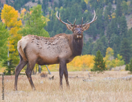 A bull elk standing in Rocky Mountain National Park in fall