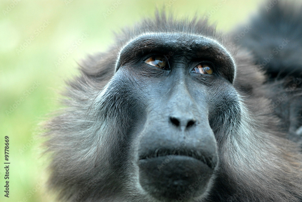 Obraz premium babouin de sulawesi