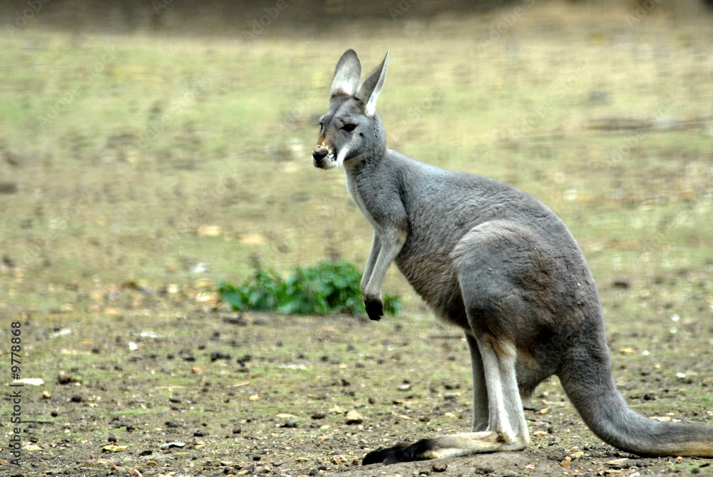 kangourou kangourou