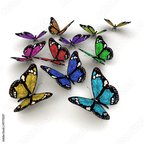 Papillon collection 01
