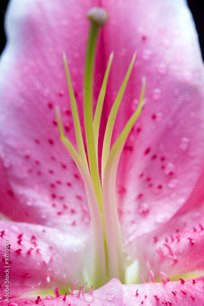 Lilly  flower closeup