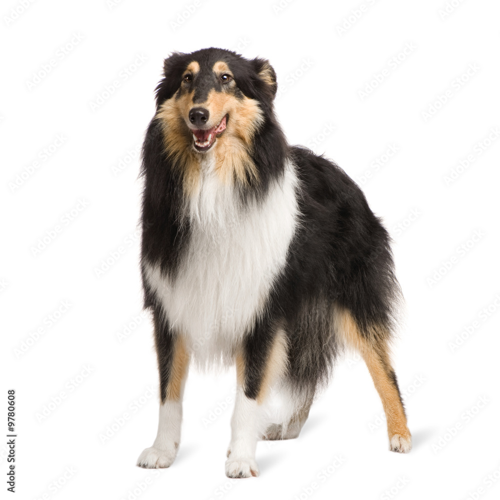 Rough Collie (2 years) in front of a white background