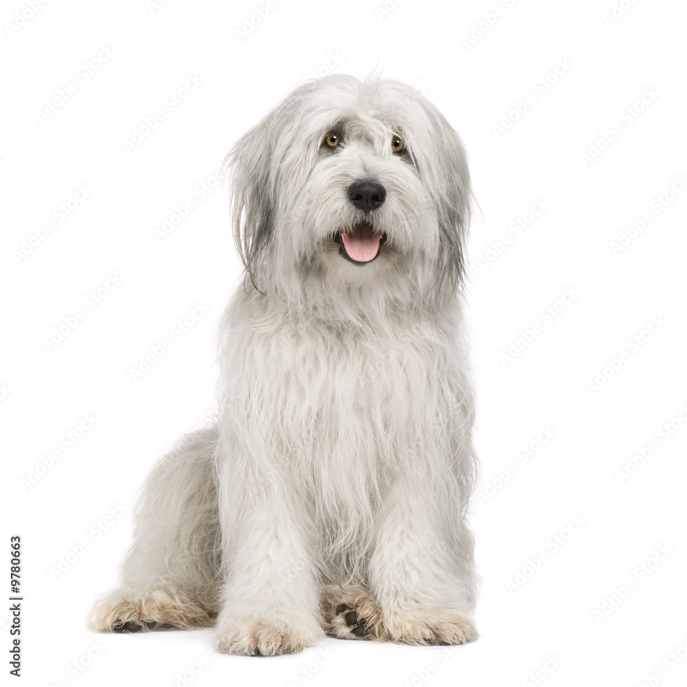 Sheepdog (15 moths) in front of a white background Sheepdog (15 moths) in front of a white background