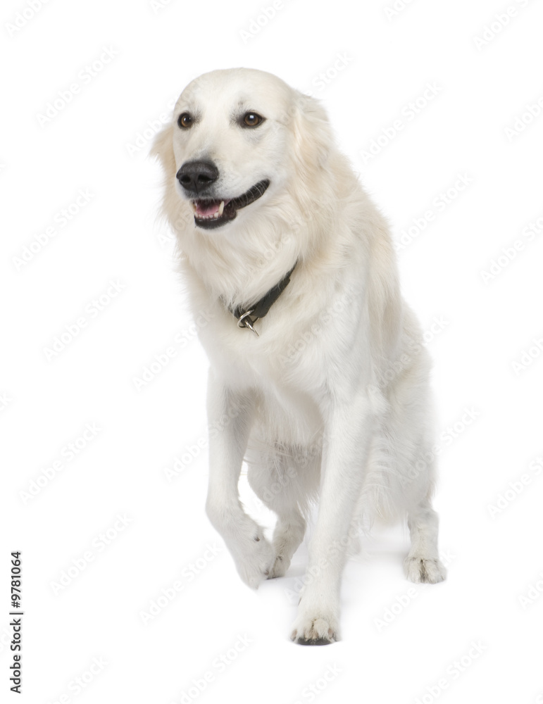 Mixed-Breed Dog between Golden Retriever and husky (5 years) Mixed-Breed Dog between Golden Retriever and husky (5 years)