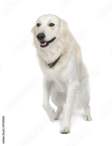 Mixed-Breed Dog between Golden Retriever and husky (5 years)