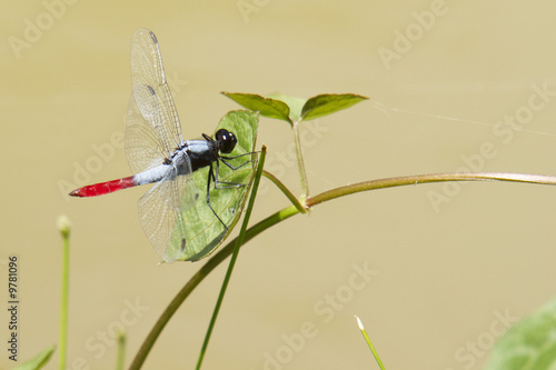 Libelle auf Grashalm