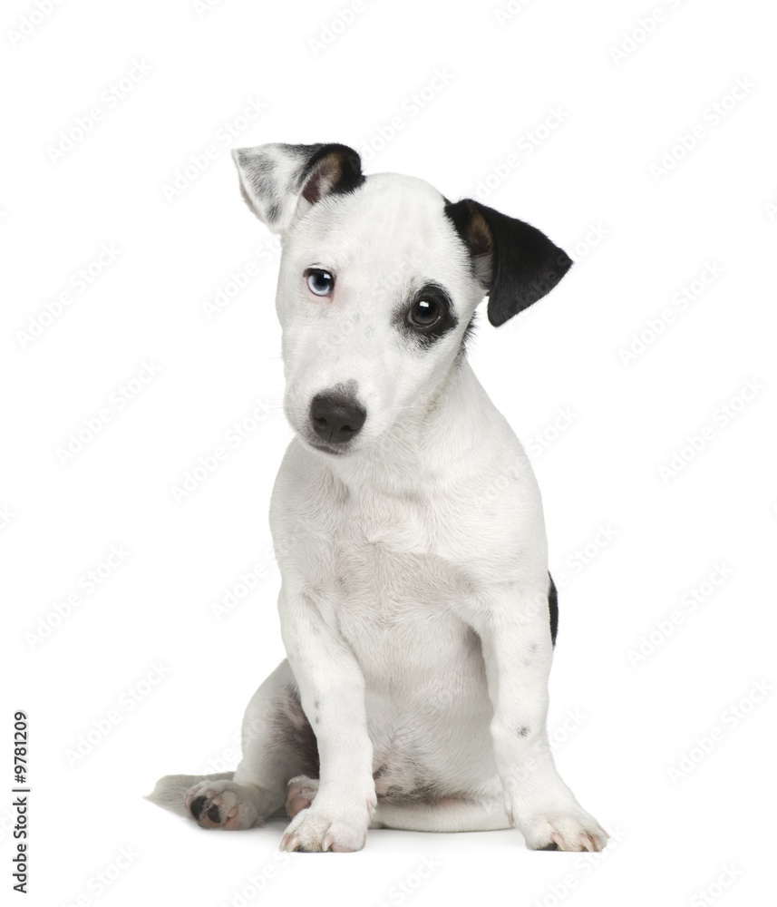 Jack russell (5 months) in front of a white background