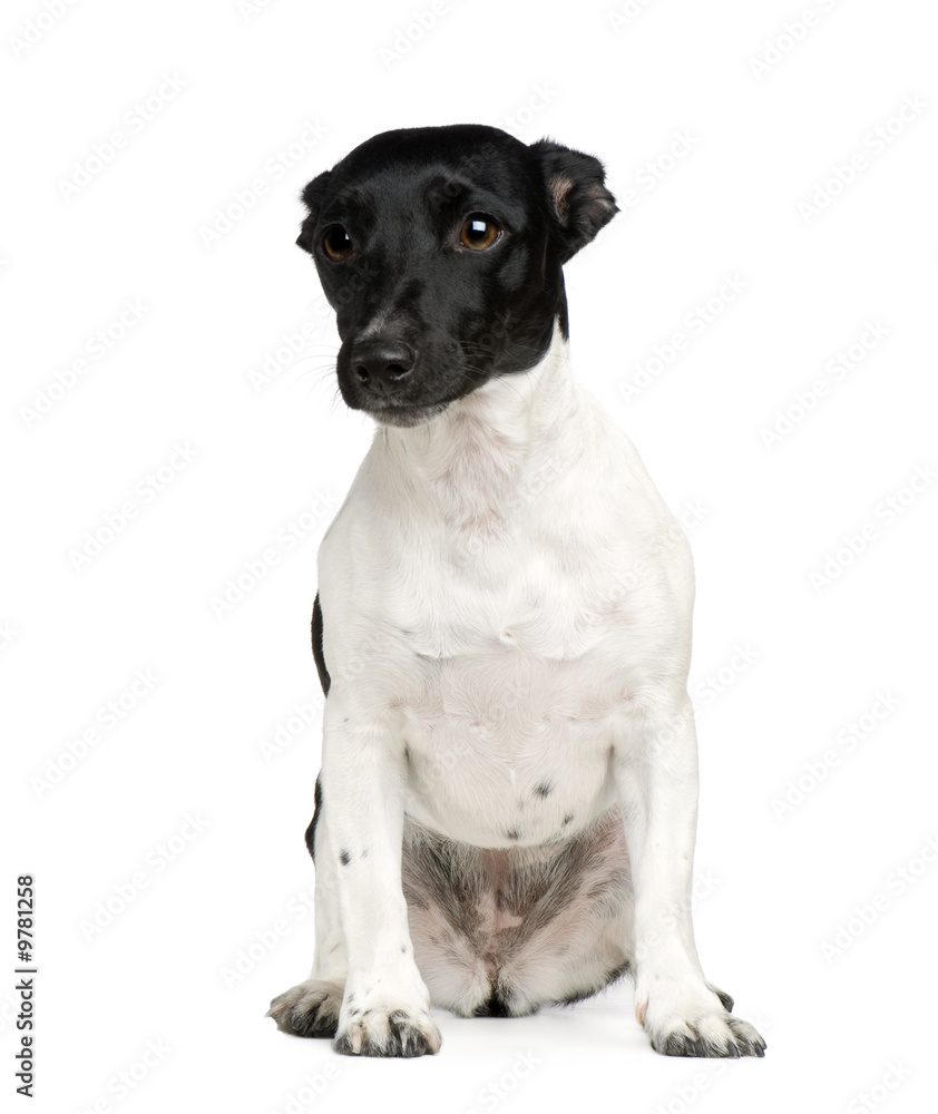 Bastard (8 years) in front of a white background