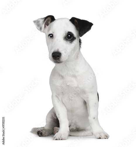 puppy Jack russell (5 months) in front of a white background