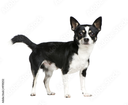 Mixed-Breed Dog in front of a white background