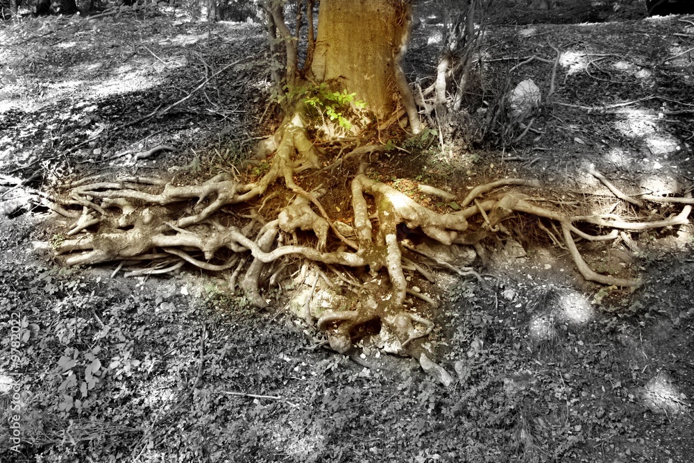 Naklejka premium root