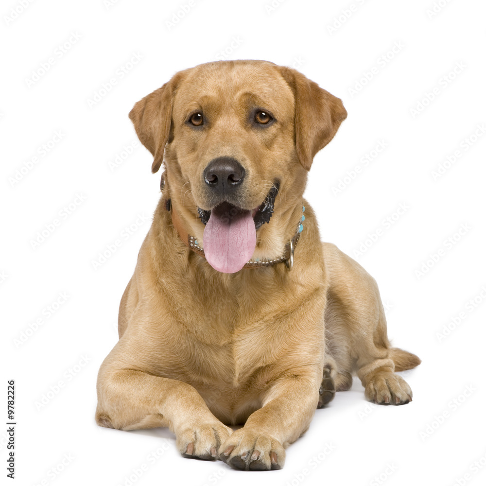 Labrador (3 years) in front of a white background