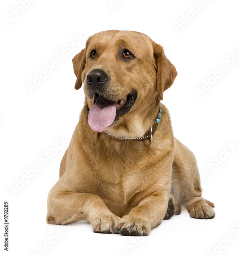 Labrador (3 years) in front of a white background