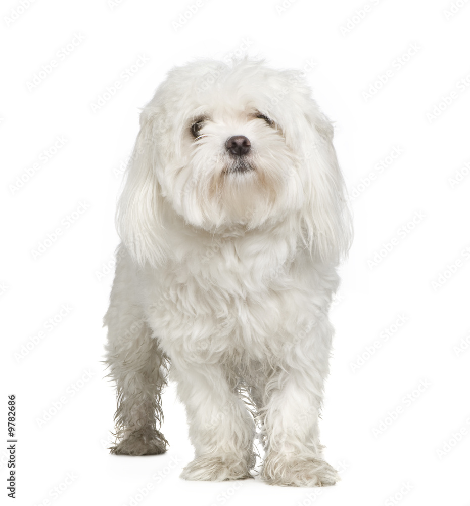 maltese dog (2 years) in front of A white background