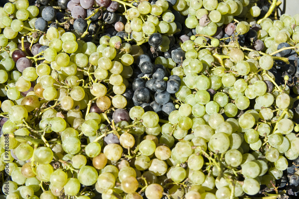 Vine of grapes under the sun.