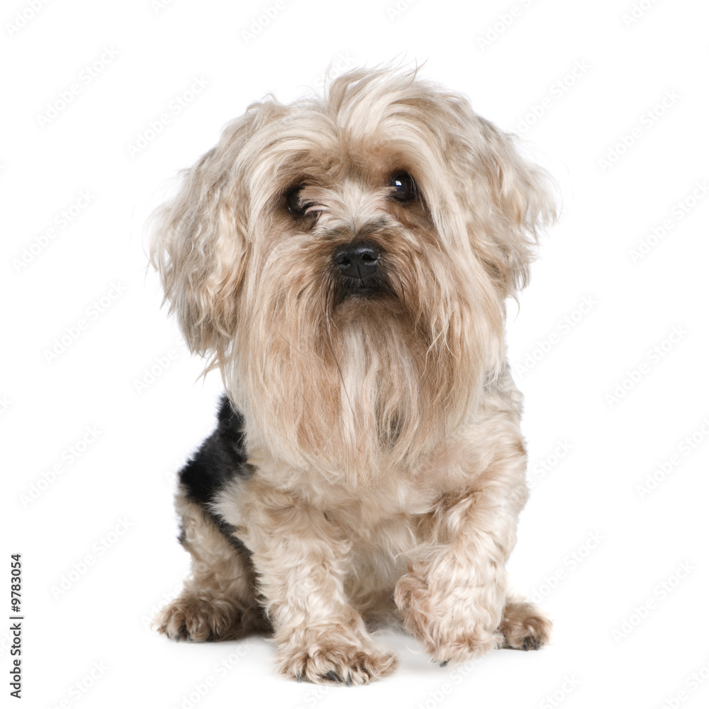 Yorkshire Terrier (5 years) in front of a white background Yorkshire Terrier (5 years) in front of a white background