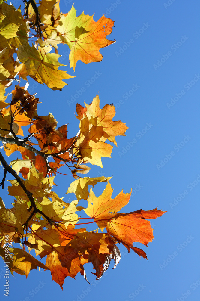 A branch of maple leaves A branch of maple leaves