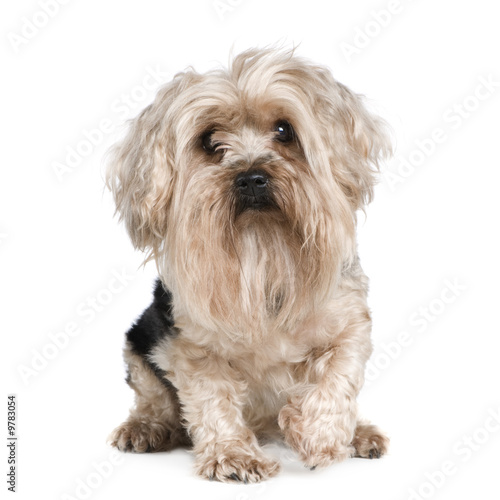 Yorkshire Terrier (5 years) in front of a white background