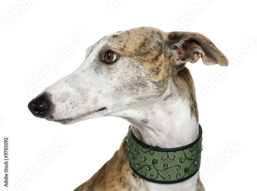 Valokuva Galgo Espanol (4 years) in front of a white background