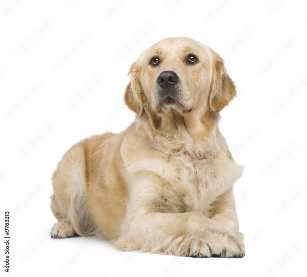 Golden Retriever (2 years) in front of a white background Golden Retriever (2 years) in front of a white background