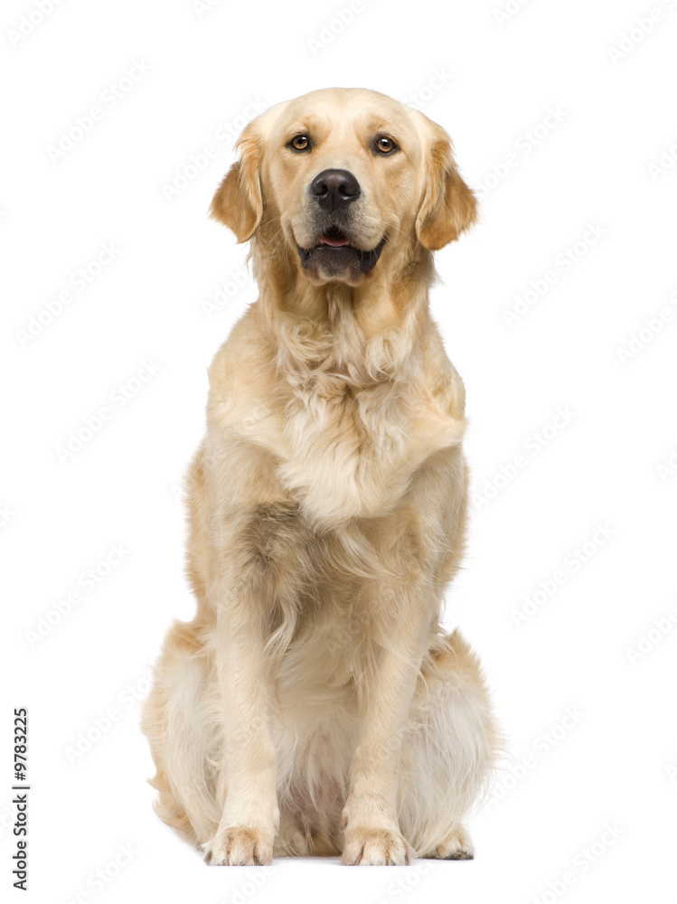 Golden Retriever (2 years) in front of a white background