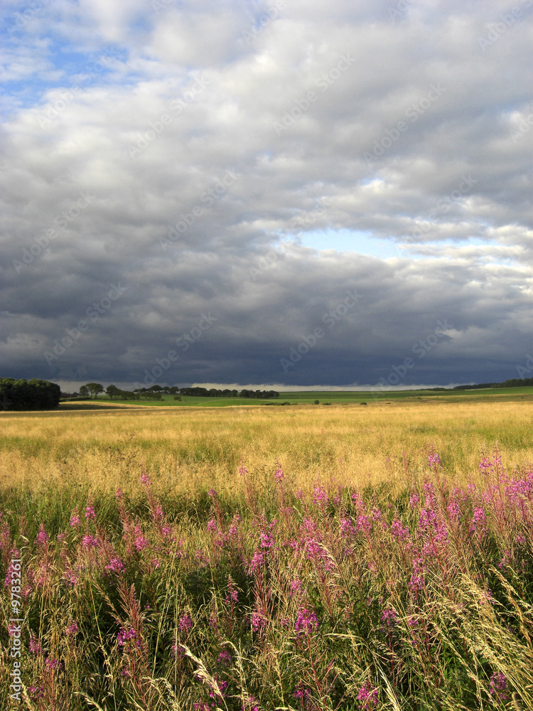 Summer meadow with dramatic sky