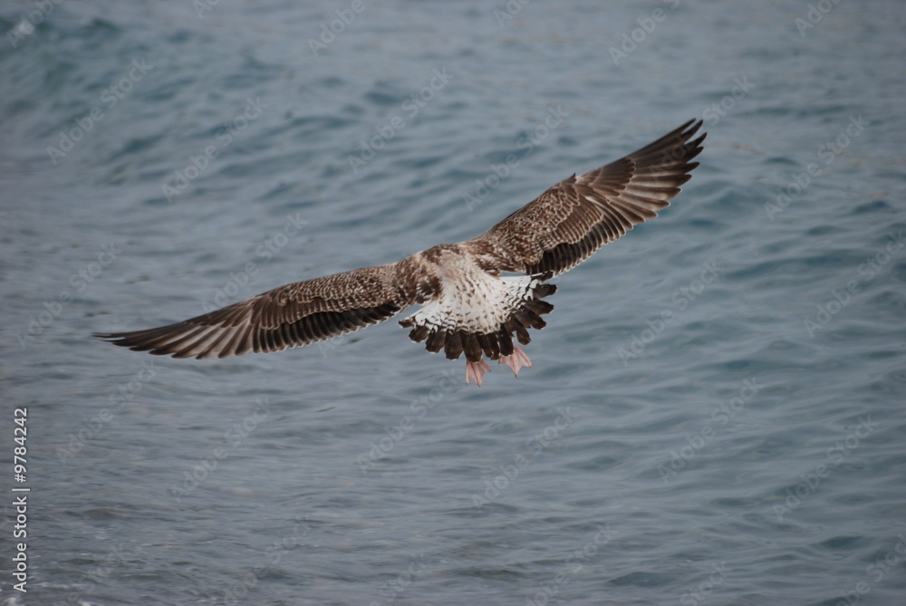 ailes et liberte
