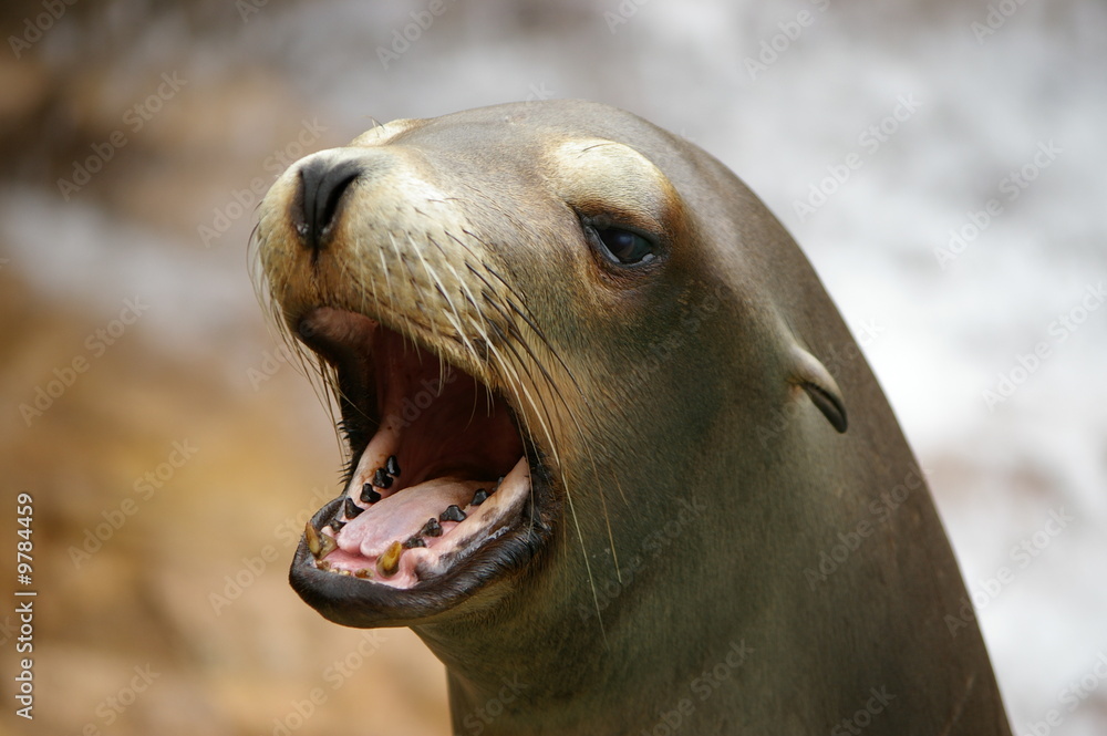 Fototapeta premium Seal open mouth close-up