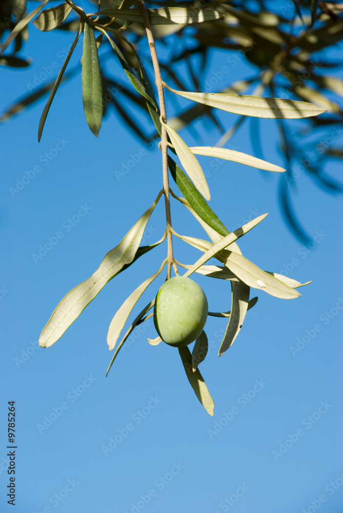 Fototapeta premium one olive fruit ripening on a twig