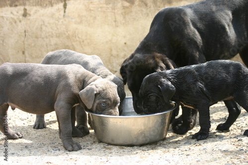 labrador le nez dans la même gamelle