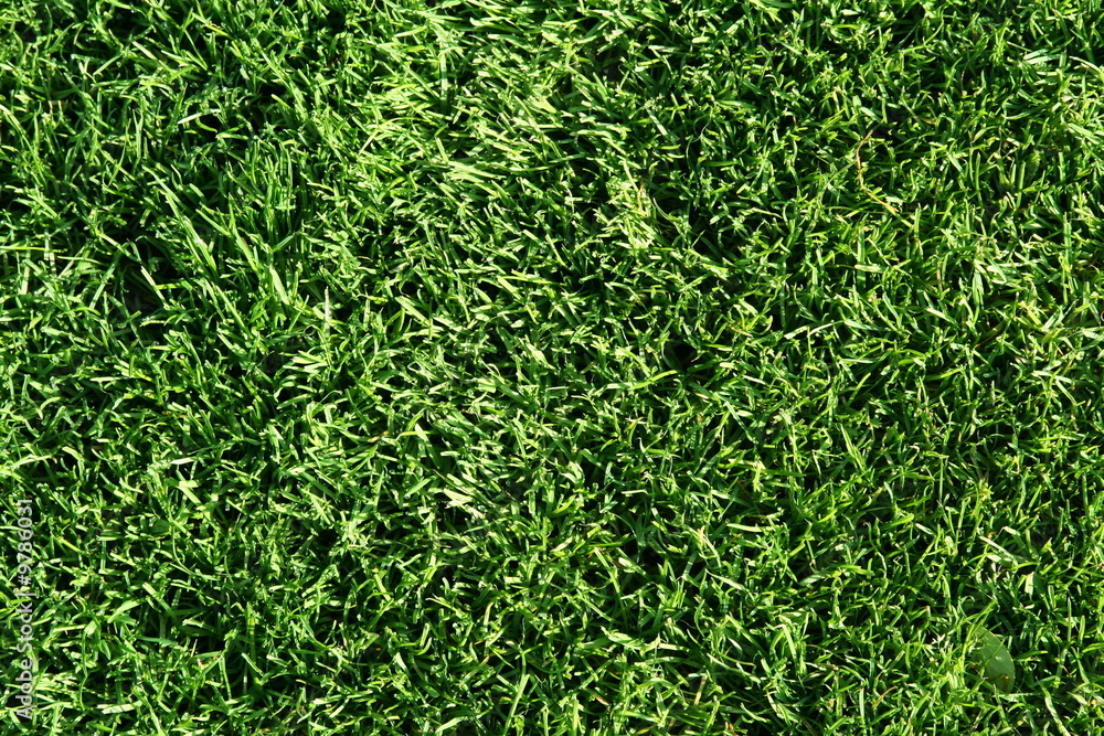 green grass - background green grass - background