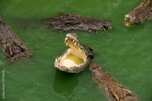 group voracious crocodiles in water