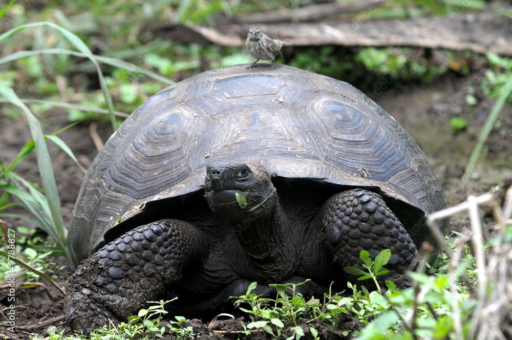 Galapagos Riesenschildkröte mit Aufseher Galapagos Riesenschildkröte mit Aufseher