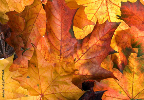 Wallpaper Mural There are autumn leaves for nice designes Torontodigital.ca