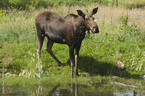 Moose  Alces alces  in Banff National Park Canada