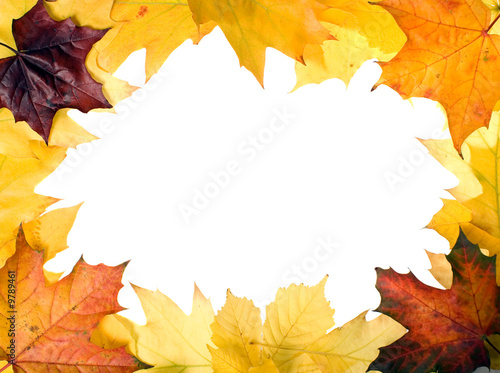 There are autumn leaves for nice designes