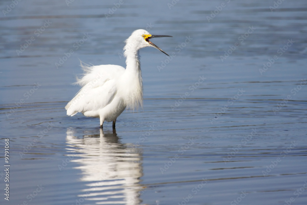 Snowy Egret (Egretta thula) in a pool near the Atlantic Ocean Snowy Egret (Egretta thula) in a pool near the Atlantic Ocean