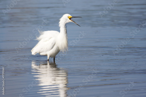 Snowy Egret (Egretta thula) in a pool near the Atlantic Ocean © Steve Byland